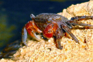 Rdeča mangrove crab: njegovo življenje doma